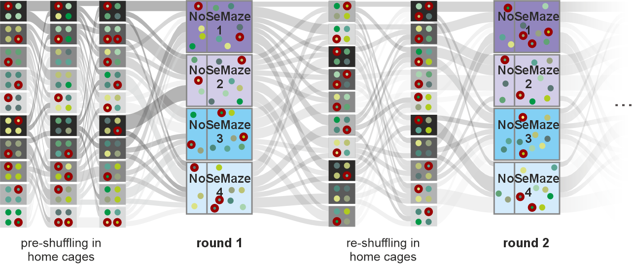 Reshuffling scheme: individuals are recombined into new groups across successive rounds to test trait stability across social contexts.